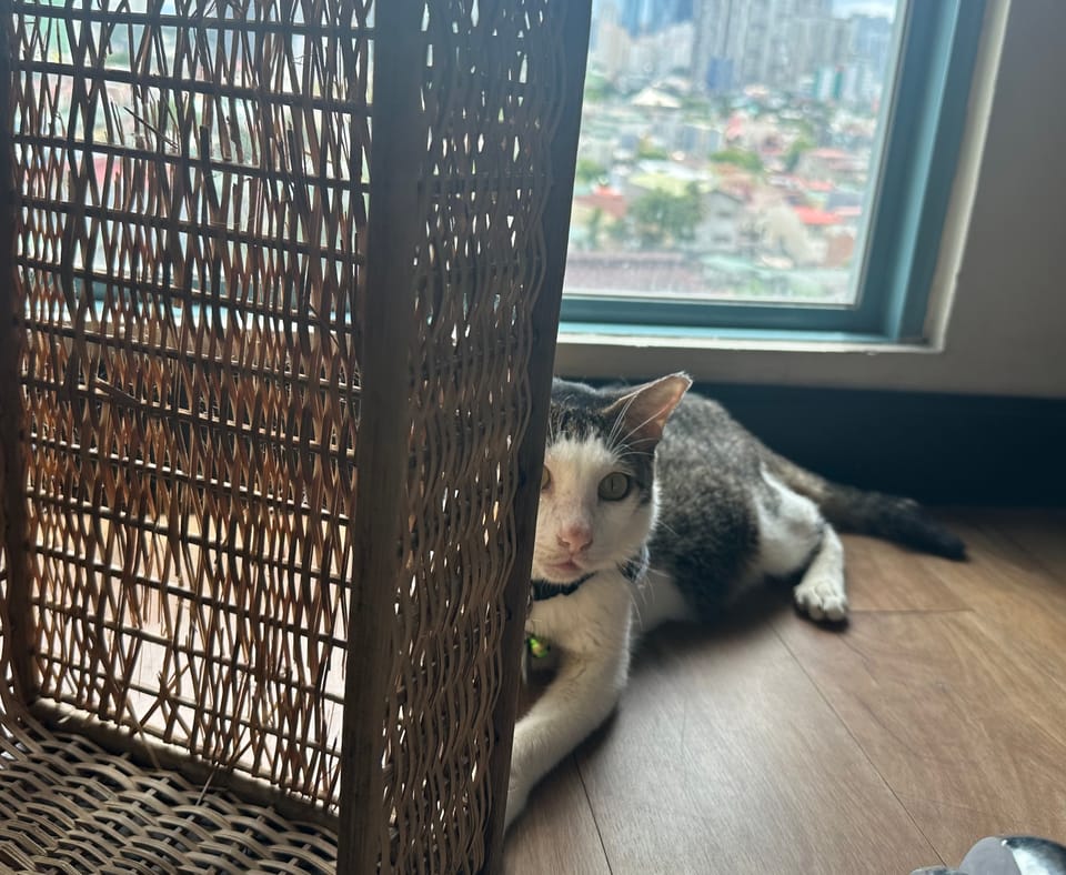 POV: an animal communicator's grief