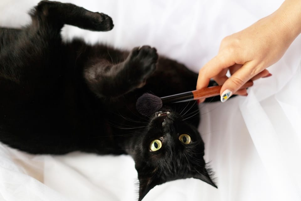 Why pets may care more about eco-friendliness & sustainable lifestyle