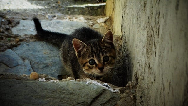 My pet's lost, what now?