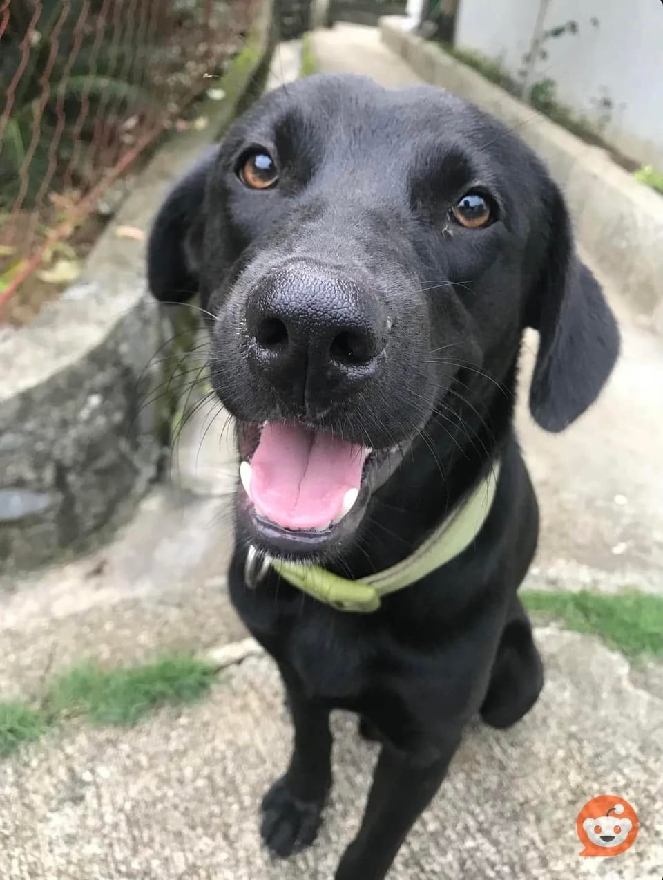 My teacher's black dog